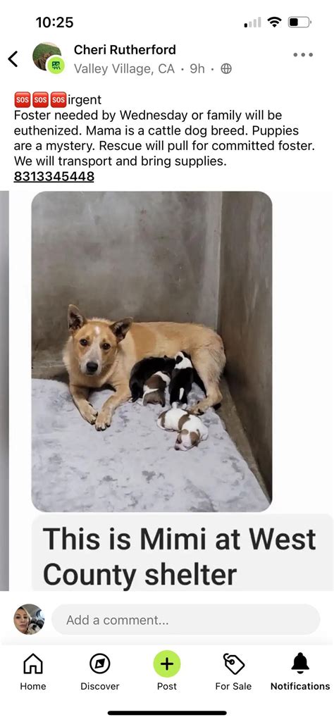 Please pledge to help save this mama and her 5 puppies, Located at East ...