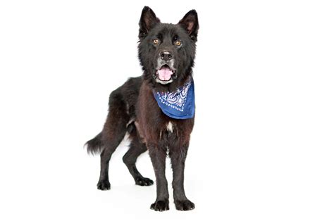 Chow Chow German Shepherd Mix Chow Chow PetPlace