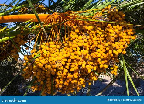 Large Bunch Of Yellow Palm Date Fruits On Palm Tree Royalty Free Stock ...