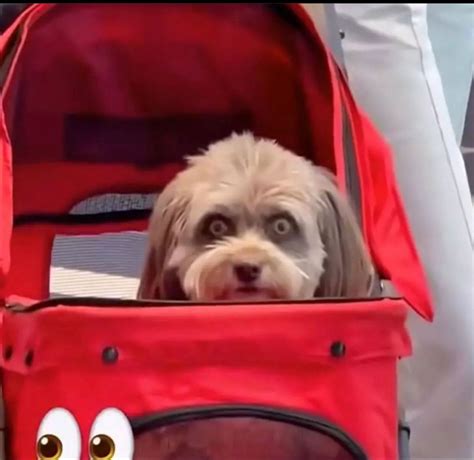 Baby Animals, Funny Animals, Cute Animals, Goofy Dog, Ugly Dogs, Really ...