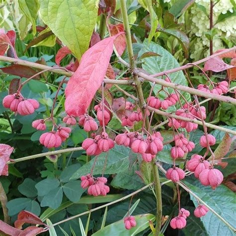 Buy spindle tree Euonymus europaeus 'Red Cascade': Delivery by Waitrose ...