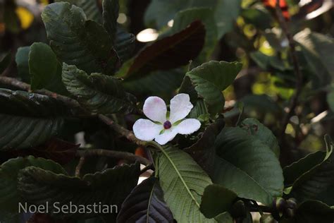 Herbarium JCB