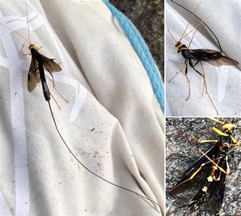 Insect Identification