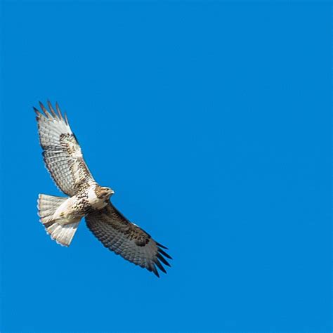 HAWK RIDGE (2025) All You Need to Know BEFORE You Go (with Photos ...