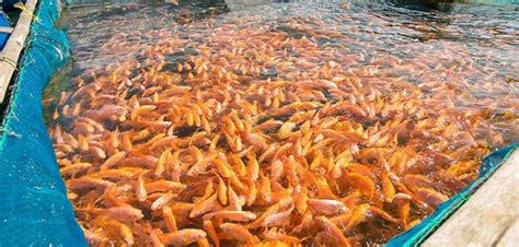How to Start Fish Farming 的图像结果
