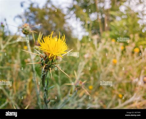 Yellow Starthistle Seed