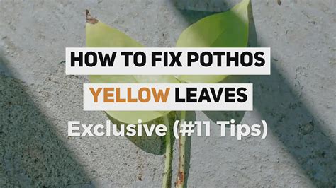 How To Get Rid Of Wasp Without Killing Them Naturally! | Peace lily plant, Water plants, Dying ...