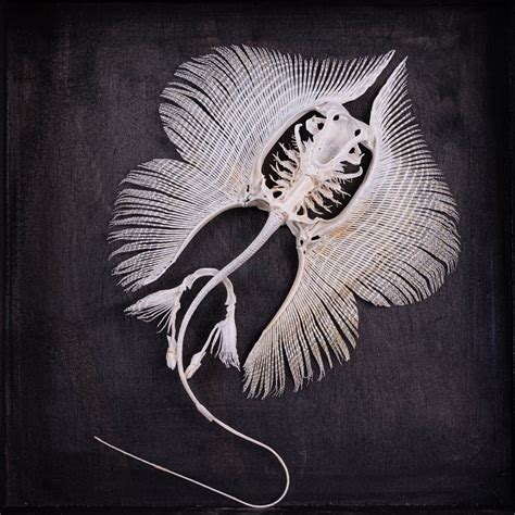 Real Stingray Skeleton, Butterfly shaped ray, manta taxidermy, Stingray ...