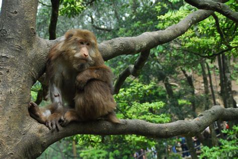 2月22号一到，生肖猴家里有人员调动，属猴人一定要沉住气！_腾讯新闻