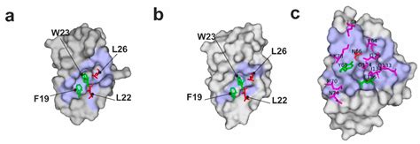 Competition NMR for Detection of Hit/Lead Inhibitors of Protein–Protein ...