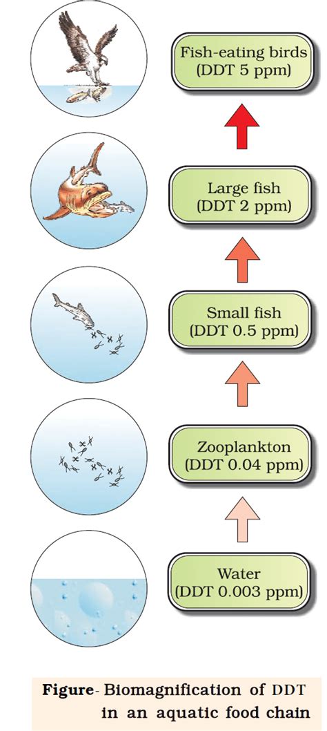Biomagnification 的图像结果