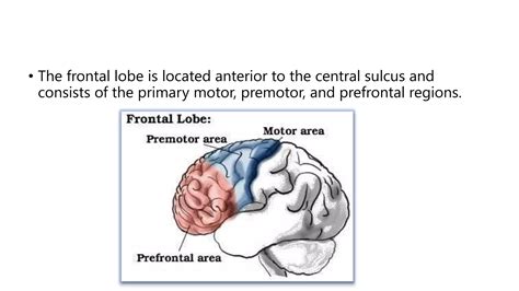 Image result for Different Types of Prefrontal Cortex