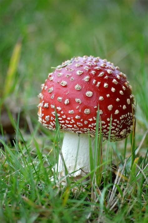 Image result for Mushroom Huge Dataset Classification Python