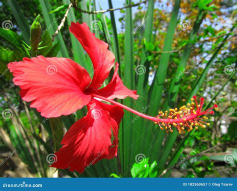 Hibiscus Rosa in the Dominican Republic Stock Image - Image of ...