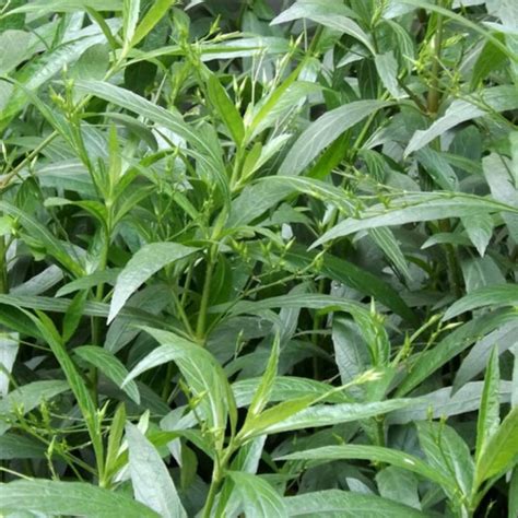 Kalmegh Plant: Immunity Booster, Bitter Wonder, and Ayurvedic Powerhou ...