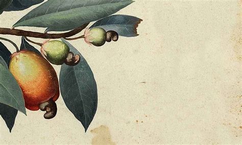 Masrico| Best flavoured cashew brand in India