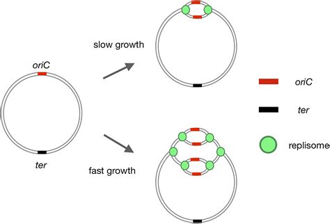 Origin Of Replication Microscope