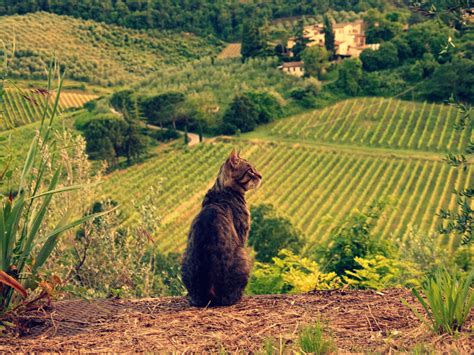 Chianti Lovers | Meer