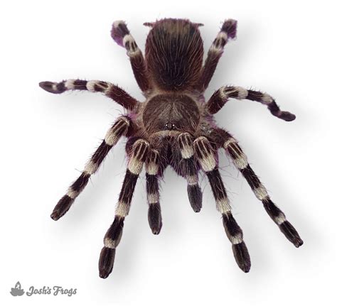 Brazilian Giant White Knee Tarantula - Acanthoscurria geniculata | 1 ...
