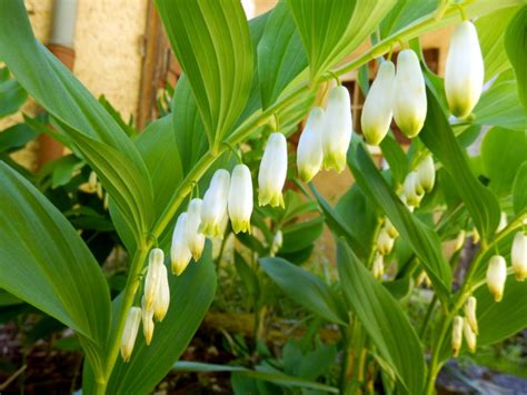 Solomon's Seal Growing: How To Plant Solomon's Seal | Gardening Know How