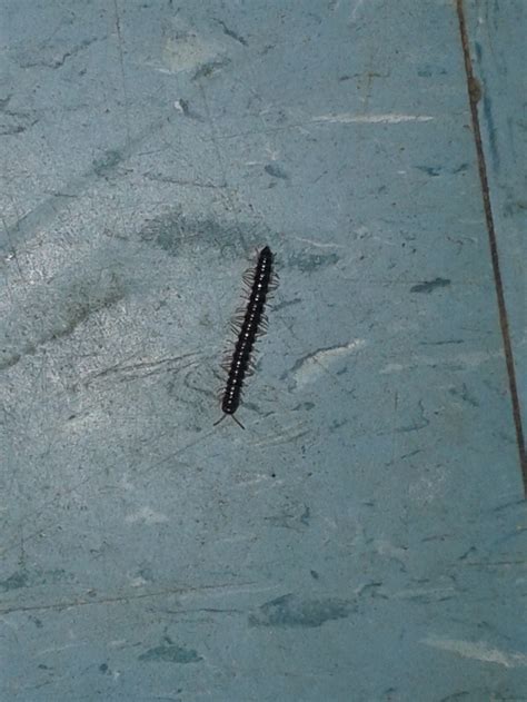 Is A Worm Bug at David Sells blog