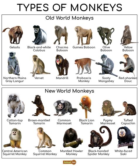 Pet Monkey Types 的图像结果