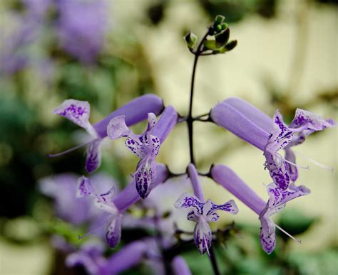 Plectranthus Mona Lavender care and culture | Travaldo's blog