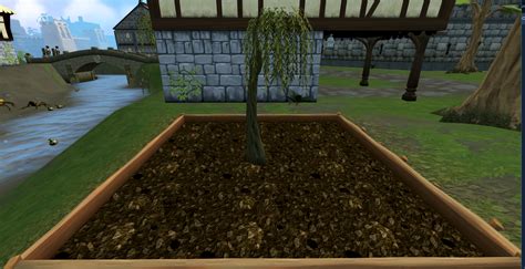 Willow Tree Location Osrs at Samantha Hanlon blog
