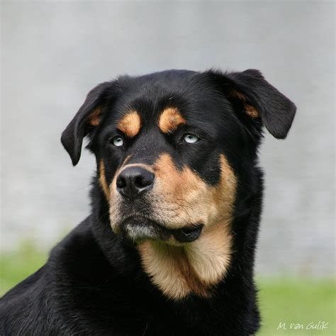 The Best of the Big Dogs | simply-canine: rottweiler - husky mix (by...