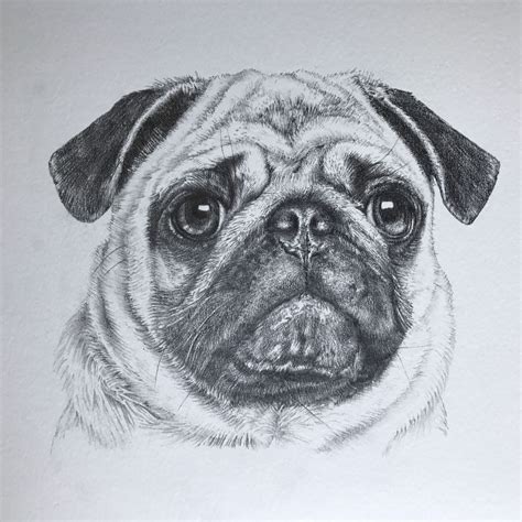 Pin on dibujos | Dog portraits art, Dog face drawing, Pug art