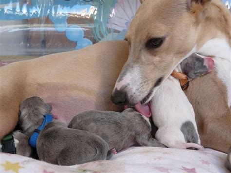 Rassehunde Windhund Kleinanzeigen | Rassehunde Windhund Annoncen ...