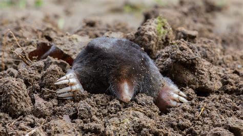 Mole Animal