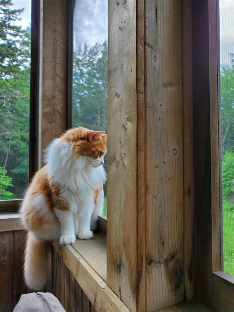 What are the many nicknames you have for your cat? : r/cats
