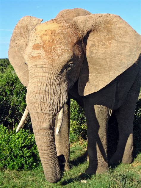 Picture Of A Elephant at George Bousquet blog