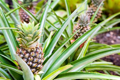 How to Grow a Pineapple Plant into Delicious Fruit
