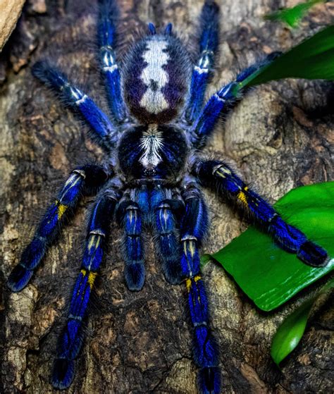 Tarantula Pictures - AZ Animals