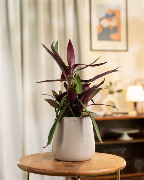 Oyster Plant with Medium Metal Self Watering Pot – shop.kyari