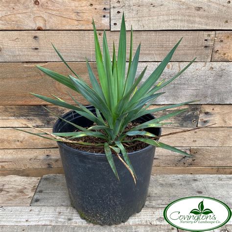 YUCCA soft leaf – Covingtons
