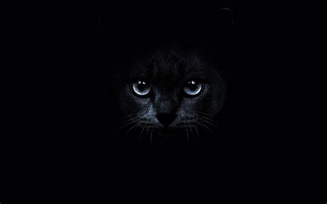高清黑色的猫咪桌面背景图片-壁纸图片大全