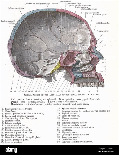 Image result for Human Dissection Tutorial