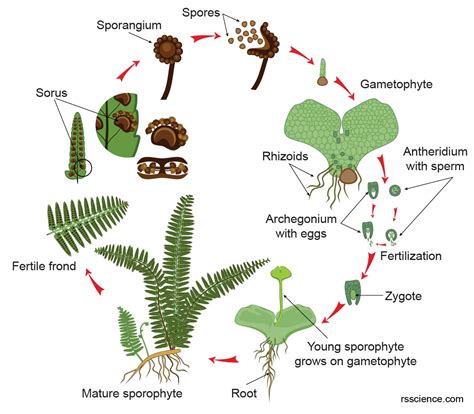 Image result for Fern Reproduction Cycle