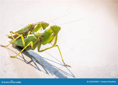 Mating of a Pair of Praying Mantises. Close Up of Pair of European ...