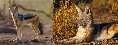 Image result for African Predators vs Predators