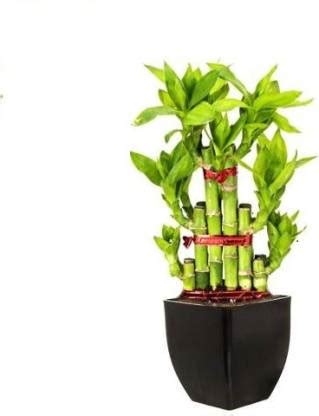 Dr. Homz N Kitch Two Layer Bamboo Plant Price in India - Buy Dr. Homz N ...