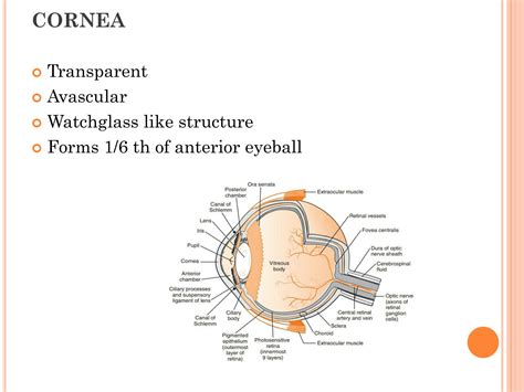 SOLUTION: Anatomy of cornea and corneal opacity - Studypool