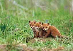 Image result for Cute Animals Fox