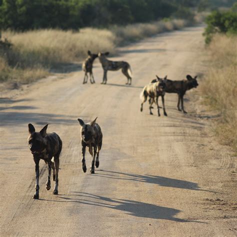 MTHUNZI SAFARI AND TRANSFERS (2025) All You Need to Know BEFORE You Go ...