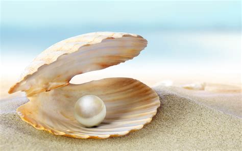Clams Make Pearls at Tony Sunderman blog