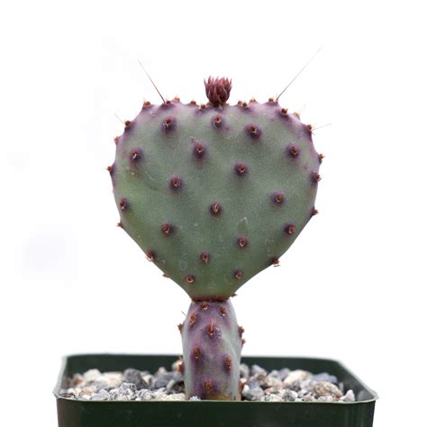 Opuntia 'Santa Rita' | Leaf & Clay®