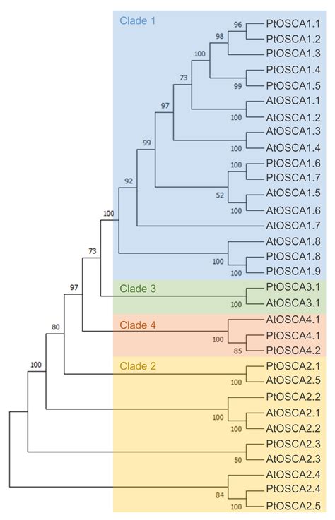 Between Stress and Response: Function and Localization of ...